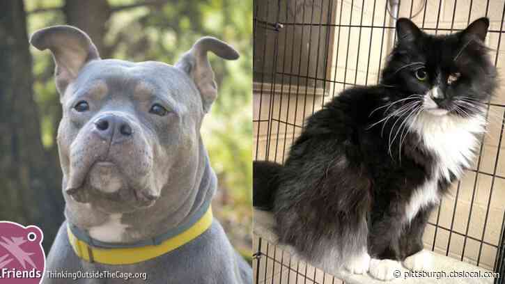 Furry Tails: Layla And April Are Waiting For Forever Homes