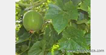 Melon mystery grips New Forest, Jamaica - FreshPlaza.com