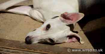 How to stop your pandemic puppy from going loco as lockdown lifts