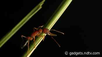 Indian Jumping Ants Can Shrink, Restore Their Brain, Study Finds