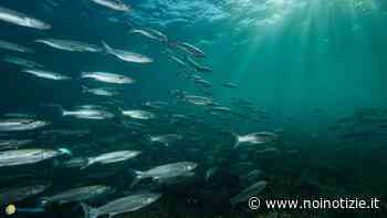 Torre Guaceto: da oggi fermo pesca - Noi Notizie