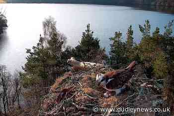 Female osprey lays third egg of the season at loch reserve - Dudley News