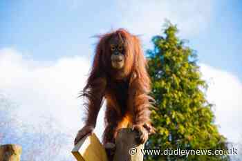 Work starts on new orangutan enclosure at Dudley Zoo and Castle - Dudley News