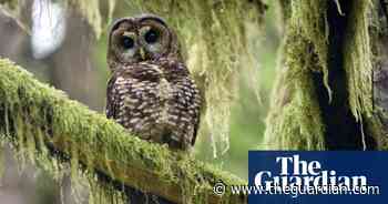 How Canada is trying to protect its last three spotted owls - The Guardian