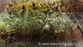 Police officer injured and cannabis factory discovered in Co Tyrone