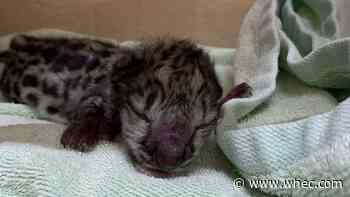 Snow leopard cub born at Seneca Park Zoo