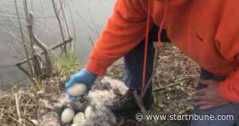 Rochester's bid to control its goose population sparks controversy