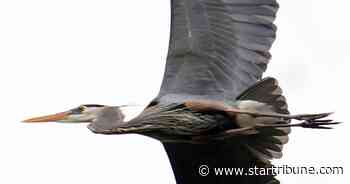 Great blue heron rookery halts development near Rochester
