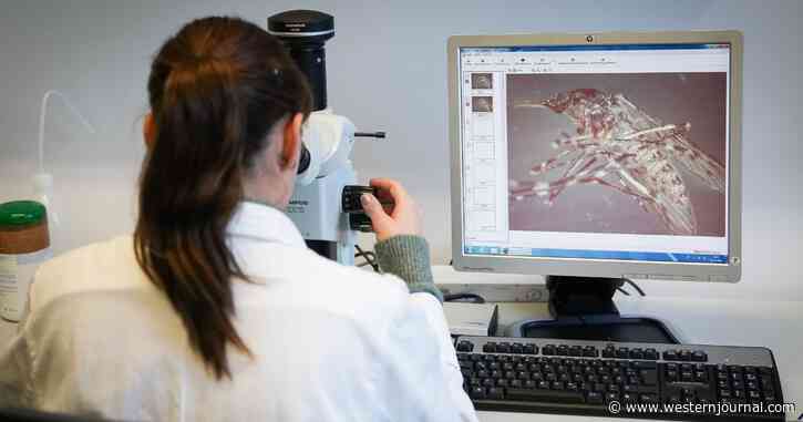 Genetically Modified Mosquitoes to Be Released in Florida