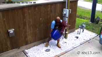 Plant thief caught on camera seen targeting Shady Acres - KTRK-TV