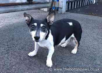 Woman saves dog in Bolton and Bury canal - The Bolton News