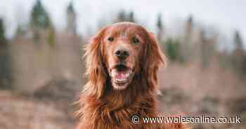 Win a year's supply of pet food worth £600 courtesy of Nature's Variety - Wales Online