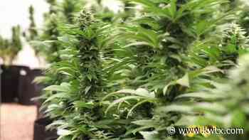 Texas' medical cannabis program could be expanded to include veterans with PTSD, those with chronic pain - KWTX