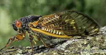 Cicadas 2021: How to keep Brood X from tunneling your dirt and damaging your trees     - CNET