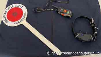 Modena Addestrava il cane con il collare elettrico Denunciato e condannato - La Gazzetta di Modena