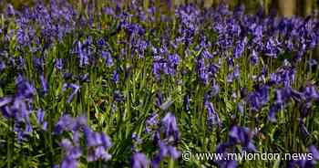 The enchanting places in London where you can discover bluebells this Spring - My London