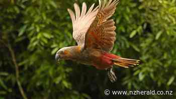Pukaha Forest to be gifted to Aotearoa - New Zealand Herald