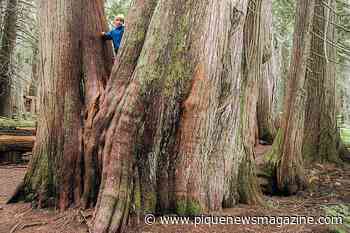 The forest for the trees: The fight to change the way B.C. manages its forests - Pique Newsmagazine