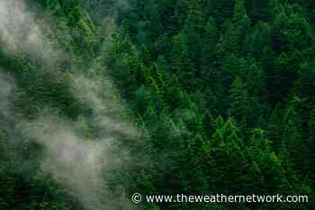 Forest development can be stunted by noise pollution, study shows - The Weather Network