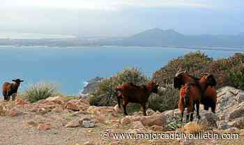 Eliminating goats from forest areas is "a mistake" - Majorca Daily Bulletin