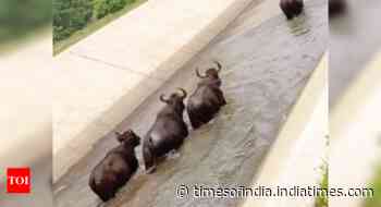 Goa: Locals of Canacona’s forest areas fear bison, bear attacks - Times of India