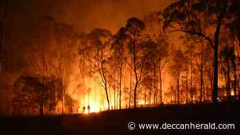 Kerala sees drop in forest fires - Deccan Herald