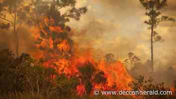 What stops us from controlling forest fires? - Deccan Herald