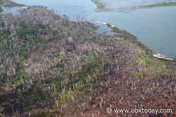 Coastal Review Online: Study finds 'ghost' forest expansion rate alarming - OBXToday.com