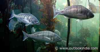 Secret Giant Kelp Forest off Cape Town Catch Global Attention - Outlook India