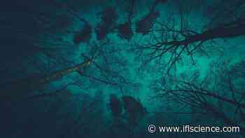 The Dark Forest Hypothesis: An Unsettling Explanation For Why Aliens Haven't Made Contact - IFLScience