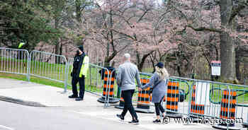 High Park cherry blossoms expected to reach peak bloom in Toronto this week - blogTO