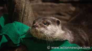 Coronavirus: Otters at Georgia aquarium test positive – Action News Jax - ActionNewsJax.com