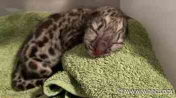Snow leopard cub making 'good progress' at Seneca Park Zoo