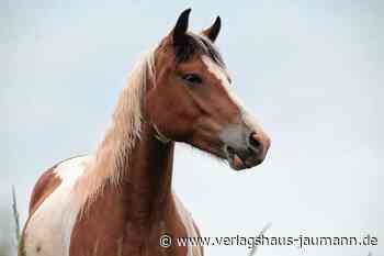 Steinen: Halle statt offenem Reitplatz - Verlagshaus Jaumann - www.verlagshaus-jaumann.de