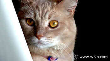 Purrfect Cafe reaches big milestone, helps 400th cat get adopted