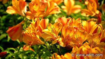 FeedMore WNY holds partially virtual plant sale fundraiser