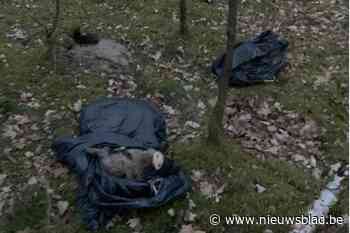 <B>Slachtafval van varkens gedumpt in bos </B>