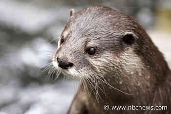 Otters at Georgia Aquarium test positive for Covid-19