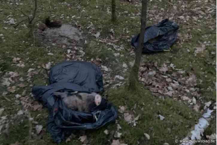 <B>Schepen doet lugubere ontdekking in eigen bos</B>