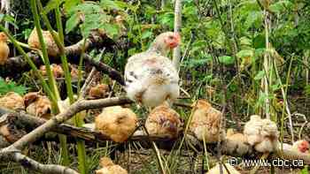 Tree-range chickens: How raising poultry in the woods of B.C. could improve food security for some communities