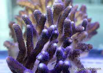 Resilience to Climate Change: Corals Carefully Organize Proteins to Form Rock-Hard Skeletons