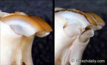 Need a New Tooth? Drug Discovered to Regenerate Lost Teeth