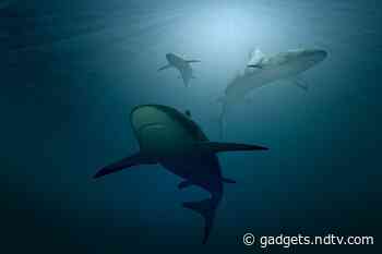 300 Million Year Old Godzilla Shark Discovered in New Mexico Gets a New Name