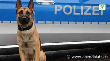 Verfolgungsjagd: Polizeihund "Ori" schnappt Kennzeichendieb in Billstedt