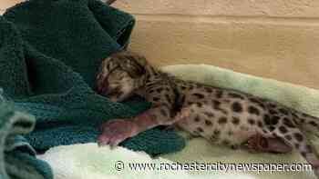Officials announce birth of a new snow leopard cub at the Seneca Park Zoo