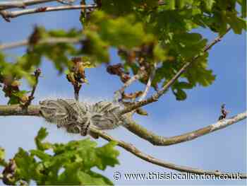 Londoners warned against dangers of processionary moths