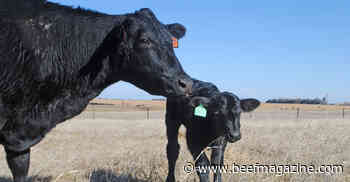 Evaluate beef marketing enterprises