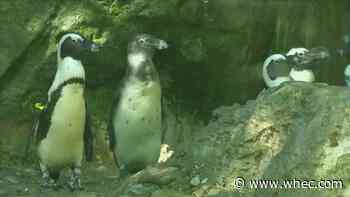 Museums and zoos welcome increased visitor capacity starting next week