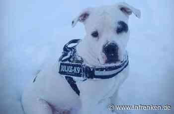 Giftköder bei Bischofsheim ausgelegt: Für Hund Bruno kam jede Hilfe zu spät - inFranken.de