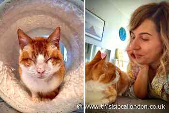Cat dumped in Merton finds love with forever home